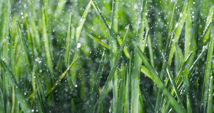 Green grass close-up raindrops slowly falling on the grass. Shot on super slow motion camera