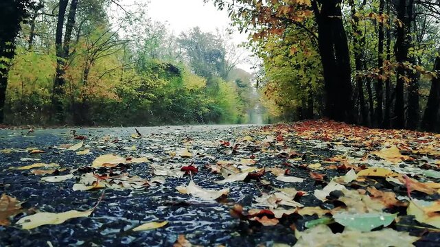 A serene and tranquil atmosphere emanates from the rows of lush trees lining the road, accompanied by refreshing droplets of rain or dew.