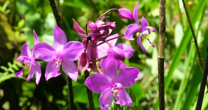 Orchid, Bletia purpurea, In montane rainforest, Napo province, Ecuador.