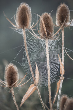 Samenstand der Wilden Karde (Dipsacus fullonum) mit feinem Spinnennetz zwischen St&auml;ngeln und Bl&auml;ttern. Stimmungsvolle Naturaufnahme f&uuml;r Herbst