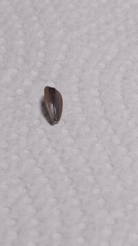 Vertical video. Fingertips Place Striped Sunflower Seeds on White Paper Towel, Macro Closeup Showing Manual Seed Sorting