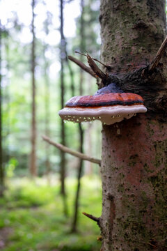 Baumpilz mit Regentropfen im Eibenwald