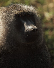 Close up side profile portrait of a baboon in Kenya © mmirophotostock