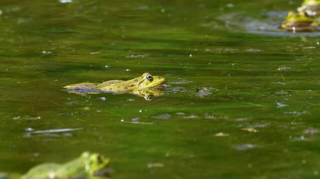 Common frog, Rana temporaria, reptiles croaking in the water, also known as the European common frog or European grass frog is a semi-aquatic amphibian of the family Ranidae 