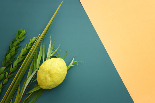 Jewish festival of Sukkot. Traditional symbols (The four species): Etrog (citron), lulav (palm branch), hadas (myrtle), arava (willow)