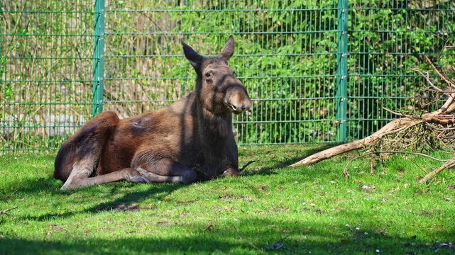 The moose or elk, Alces alces is the largest extant species in the deer family. Moose are distinguished by the broad, flat, or palmate antlers of the males.