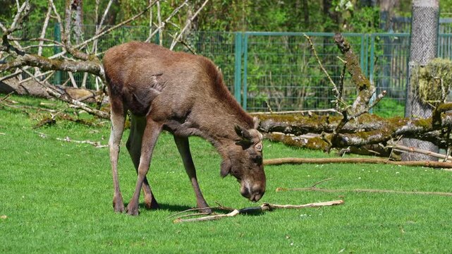 The moose or elk, Alces alces is the largest extant species in the deer family. Moose are distinguished by the broad, flat, or palmate antlers of the males.