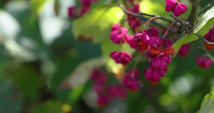 Euonymus berries gently swaying in the wind