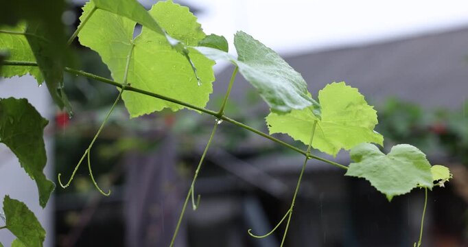 Gentle raindrops falling on fresh grapevine leaves
