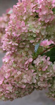 Pink and green panicle hydrangea flowers blooming