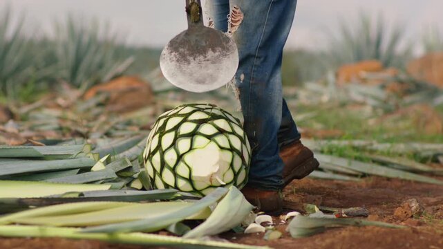 close up slow motion shot of a sharp coa blade striking a blue agave heart, showing plant fibers and juice flying during the traditional Mexican harvest