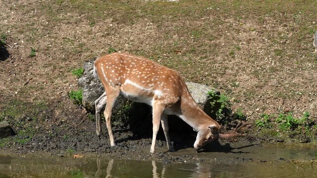 The fallow deer, Dama mesopotamica is a ruminant mammal belonging to the family Cervidae.