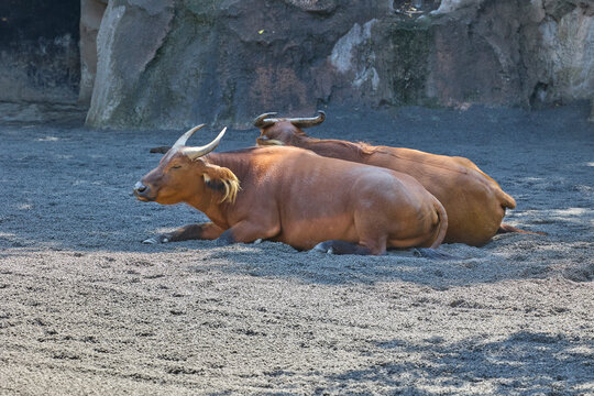 Pair of African buffalo resting in tropical zoo enclosure