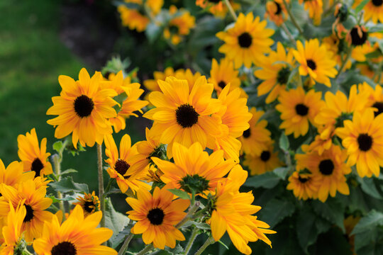 Yellow Black-Eyed Susan Flowers in Garden