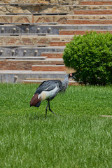 Fototapeta premium Grey crowned crane walking across green grass in sunlight