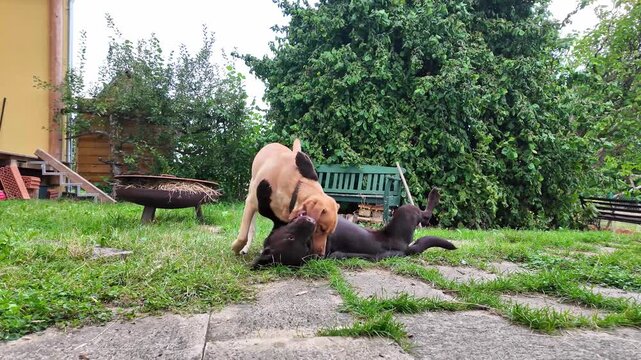 Two Labrador retriever, Canis lupus familiaris hopping around and fighting each other on a grass field. Healthy brown labrador retriever having fun outdoors at Donauwoerth, Bavaria in Germany