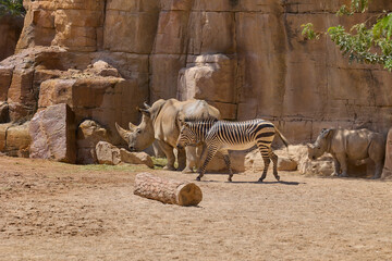 White rhinoceros, zebra and calf walking in rocky safari habitat © Anna Baranova