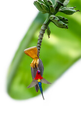 Colorful Tropical Bird Feeding on Banana Blossom © LamQuang