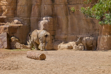 Adult white rhinoceros with young calf resting near rocky wall © Anna Baranova