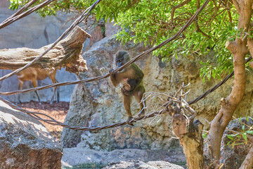 Mother monkey holding baby while balancing on rope above water habitat © Anna Baranova