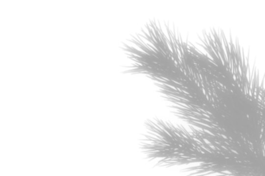 Christmas pine branch shadow on a transparent background.