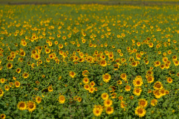 Obraz premium Vibrant sunflower field stretches under a clear blue sky offering a stunning display of nature's beauty