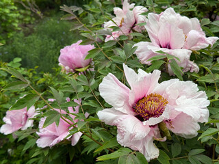 Peonies flowers tree peony pink paeonia suffruticosa bush in spring © OLENA LIALINA