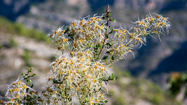 Clematis flammula, conocida com&uacute;nmente como clem&aacute;tide o &ldquo;vid de olor&rdquo;.