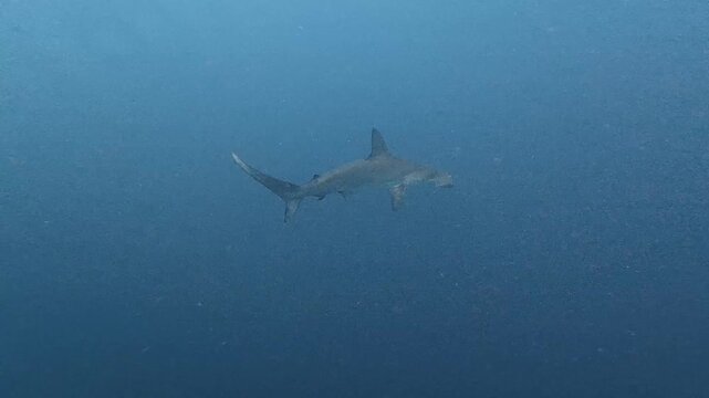 Scalloped Hammerhead Shark Swimming Through Open Blue Water