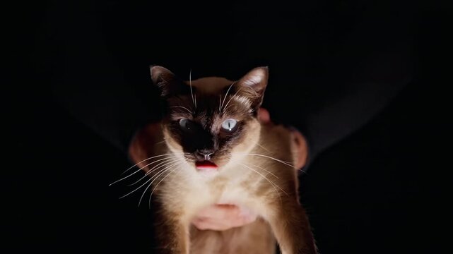 Siamese Cat Licks Its Nose While Being Held Against a Black Background, Showing Pet Care
