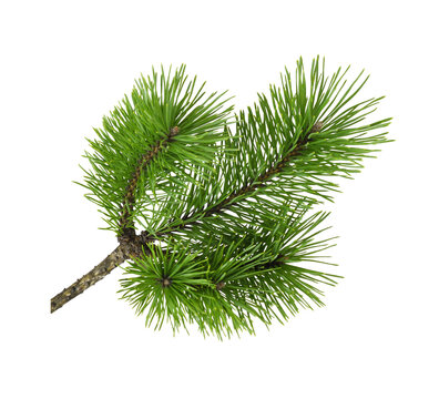 Green pine twig (Christmas tree) isolated on white or transparent background