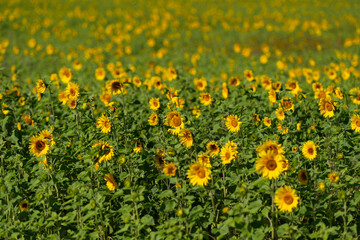 Fototapeta premium Vibrant field of sunflowers swaying gently under the warm sun in a rural landscape