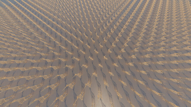 Herd of giraffes walking in a savanna with long shadows