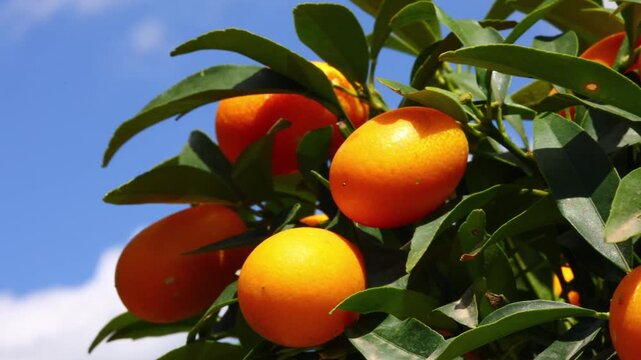 Close view of ripe kumquat fruit on branch with Fortunella foliage lightly moving in wind under bright outdoor sky conditions