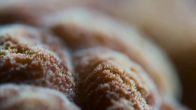 Extreme macro view of a golden-brown pastry surface. Bakery advertising, food packaging, and dessert promotion.