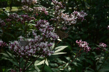 Butterflies on Purple Wildflowers in a Shaded Garden © NgoLanThu