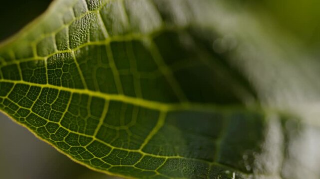 Green leaf shifts gently in an extreme macro view, revealing detailed veins and textured surface. Botanical education, nature documentaries, and plant biology presentations.