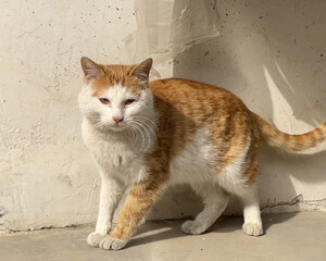 Orange and White Cat Standing by Sunlit Wall © PhungBao