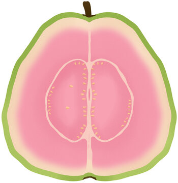 Guava Cross Section Illustration on Transparent Background