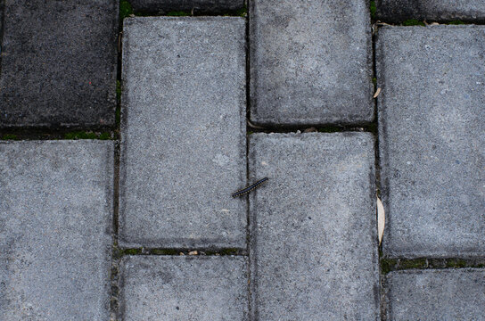 Spotted caterpillar crawling on gray stone pavement