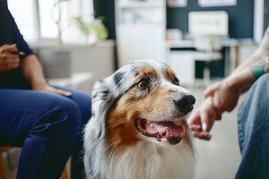 Australian Shepherd sitting during consultation with veterinarian and owner in clinic. Image suitable for pet healthcare campaigns, veterinary services promotion, and animal care editorial