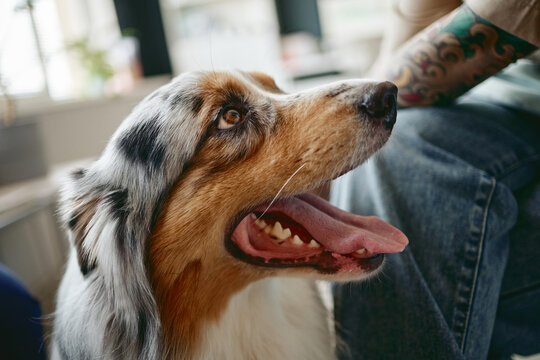 Close up shot of Australian Shepherd dog looking up next to tattooed Caucasian young adult owner. Image suitable for pet care services, veterinary clinic promotions and animal wellness campaigns