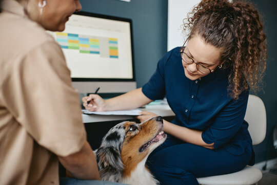 Young Caucasian female veterinarian looking at Australian Shepherd dog during medical consultation in clinic. Pet healthcare concept suitable for veterinary clinic marketing campaigns