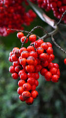 Red fruit clusters of the *Cyrtostachys renda* palm growing in the garden. Beautiful red berries on the palm tree - palem tree, close up © Dinny