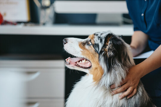 Australian Shepherd dog sitting during checkup while Caucasian veterinarian hands calming pet. Image suitable for veterinary clinic advertising and pet healthcare marketing