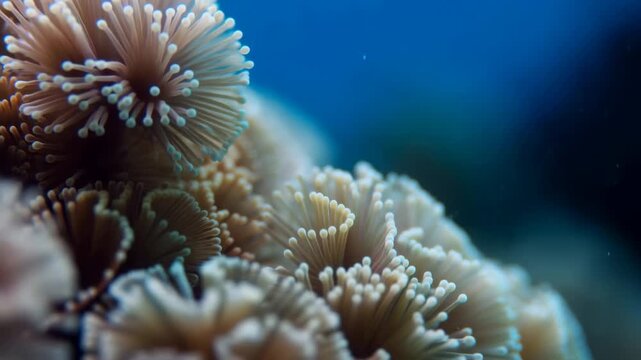 Coral reef polyps sway gently in a macro underwater view of a marine habitat. Marine biology education, ocean conservation advertising, and reef ecology documentaries.