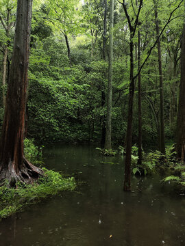 Flooded Forest Wetland with Tall Trees and Lush Green Foliage