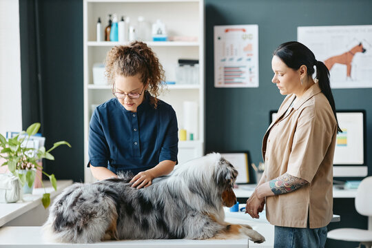Young adult Caucasian female veterinarian examining Australian Shepherd dog on table beside female owner in clinic. Image suitable for pet healthcare campaigns and veterinary service ads