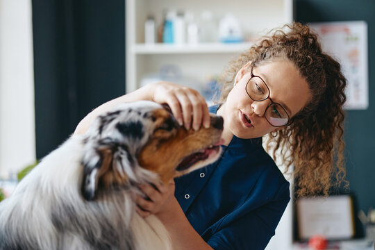 Young adult Caucasian female veterinarian examining dog muzzle in veterinary clinic. Image suitable for pet healthcare advertising and veterinary services promotion