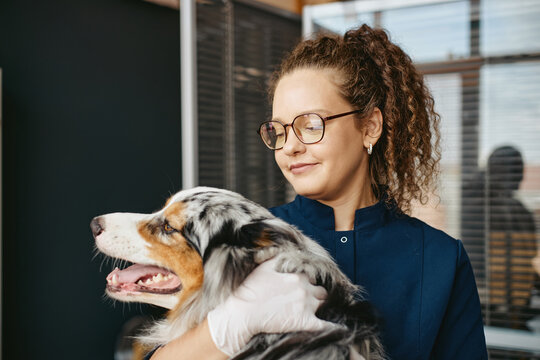 Young adult Caucasian female veterinarian examining Australian Shepherd dog in clinic. Image suitable for veterinary clinic advertising, pet healthcare campaigns and animal care services